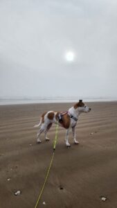 Laisse imperméable chien : biothane, PVC ou TPU ?
