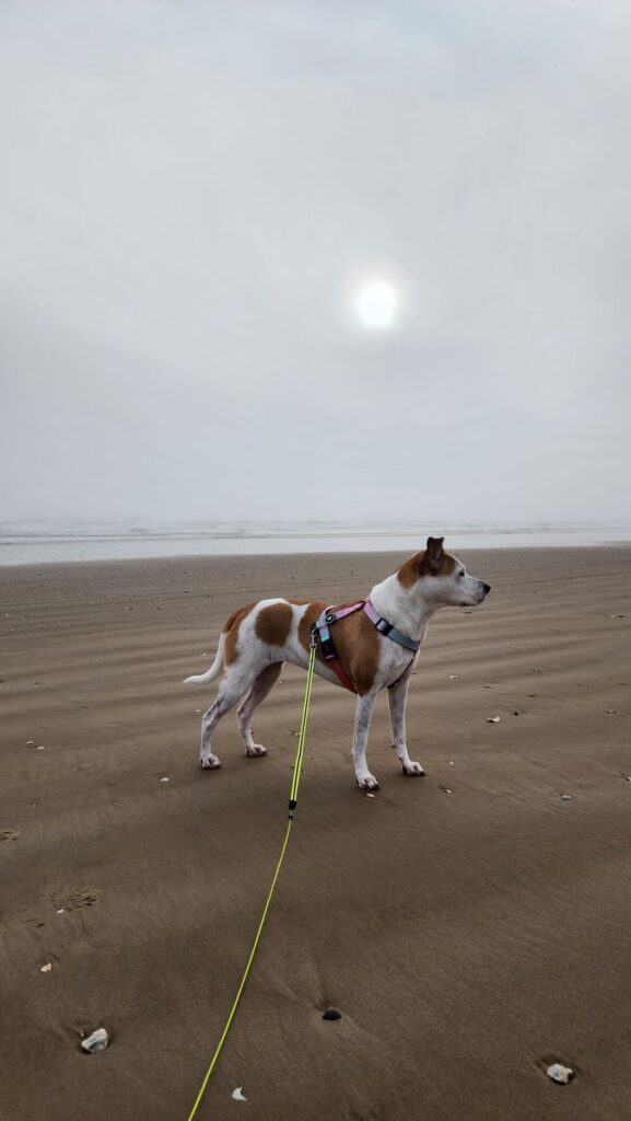 Votre cocon idéal, une inspiration quotidienne 7 Laisse imperméable chien : biothane, PVC ou TPU ?