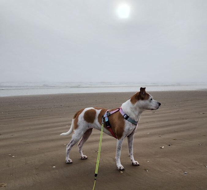 Laisse imperméable chien : biothane, PVC ou TPU ? 1 laisse pour chien